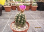 Thelocactus leucacanthus schmollii