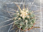 Thelocactus_rinconensis_nidulans 3532