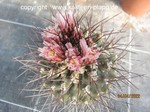 Thelocactus talensis var. bueckii 411
