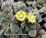 Titanopsis calcarea cluster