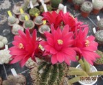 Trares-Hybride (Morawetzia doelziana x Matucana myriacantha)