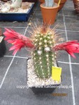 Trares Hybride 4058