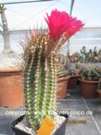 Trares-Hybride x Lobivia winteriana 468
