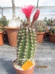 Trares-Hybride x Lobivia winteriana 469