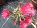 Trares-Hybride x Lobivia winteriana 4071