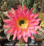Trichocereus "California Hybr. Flying Saucer" 3219