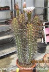 Trichocereus fulvilanus cluster 4000