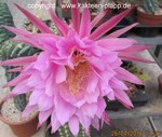 Trichocereus Hybride theleflora  000