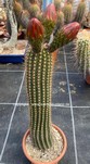 Trichocereus grandiflorus "Red Star" 2305