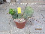 Trichocereus bridgesii monstrosus 4018