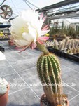 Trichocereus "Charlotte Hybr. x Flying Saucer" 523