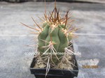 Trichocereus chilensis