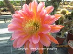 Trichocereus "California Hybr. Flying Saucer" 1533
