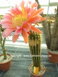 Trichocereus_Flying_Saucer_1533-2