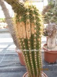Trichocereus_Flying_Saucer_1533-3