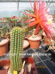 Trichocereus "California Hybr. Flying Saucer" 520