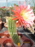 Trichocereus "California Hybr. Flying Saucer" 521