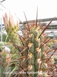 Trichocereus fulvilanus 1307