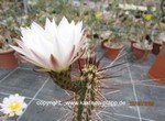 Trichocereus fulvilanus  1586