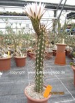 Trichocereus_fulvilanus_1586-2