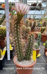 Trichocereus fulvilanus 1998