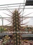 Trichocereus fulvilanus 422