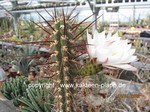 Trichocereus fulvilanus 561