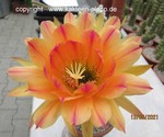 Trichocereus Hybride "Pink Stripes" 4073