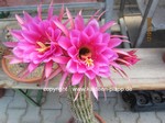 Trichocereus Hybride "telegonus x kermesina" violett  1555