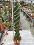 Trichocereus jamacaru spiralis