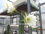 Trichocereus pachanoi 1604 San Petro Cactus