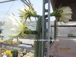 Trichocereus_pachanoi_1604-2