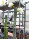Trichocereus_pachanoi_1604-3