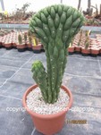 Trichocereus pachanoi cristata 017
