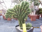 Trichocereus pachanoi cristata  1648