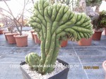 Trichocereus_pachanoi_cristata_1648-2