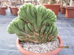 Trichocereus_pachanoi_cristata_1649-2