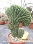 Trichocereus pachanoi cristata 396