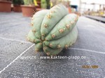 Trichocereus_pachanoi_cutting_1655-2