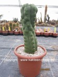 Trichocereus pachanoi monstrosus 018