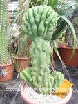 Trichocereus pachanoi monstrosus 154