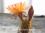 Trichocereus Hybride "Pink Stripes" 1538