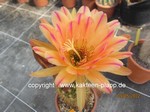 Trichocereus Hybride "Pink Stripes" 529