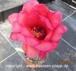 Trichocereus grandiflorus "Red Star" 146