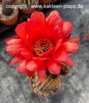 Trichocereus grandiflorus "Red Star" 3440