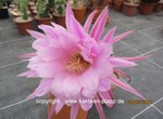 Trichocereus Hybride "teleflora"  1584