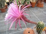 Trichocereus_teleflora_1584-2