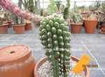 Trichocereus_teleflora_1584-3