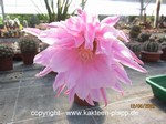 Trichocereus Hybride "teleflora" 552