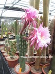 Trichocereus Hybride "teleflora" 567